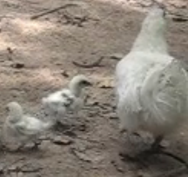  Con trai tìm cha mẹ thất lạc từ thuở lọt lòng tại Đại Ngải, Sóc Trăng khoảng năm 1976 